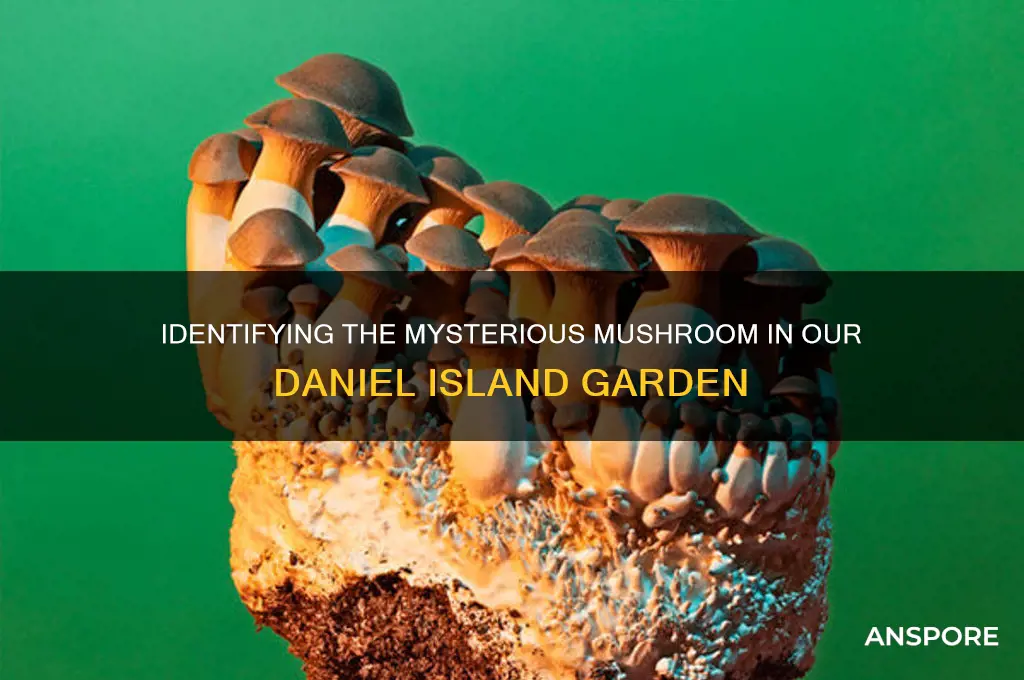 which mushroom is growing in our garden daniel island