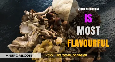 Mushroom Magic: Discovering the Most Flavorful Varieties