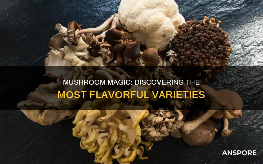 which mushroom is most flavourful