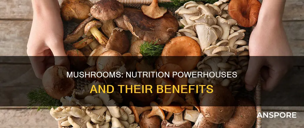 which mushroom is most nutritious