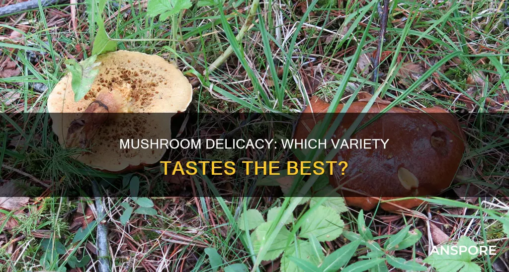 which mushroom is tasty