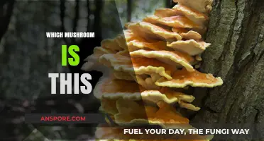 Identifying Mushrooms: Which Mushroom is This?