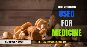 Medicinal Mushrooms: Unveiling Nature's Healing Wonders and Their Uses