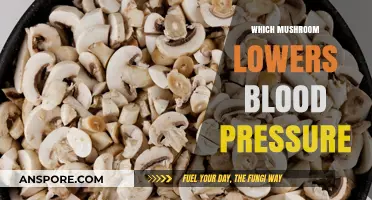 Mushroom Magic: Unlocking Nature's Blood Pressure Remedy