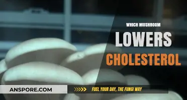 Mushroom Power: Lowering Cholesterol with Natural Remedies