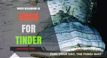 Best Mushrooms for Tinder: Top Fungal Picks to Ignite Connections