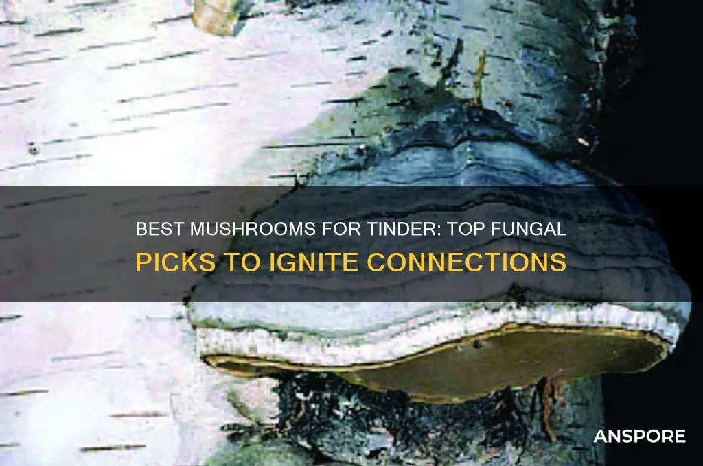 which mushroom os good for tinder