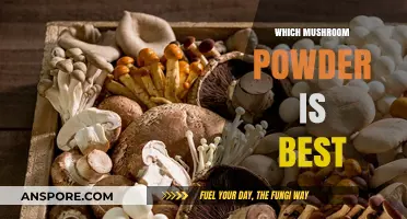 Mushroom Powders: Which Superfood Spore Blend is Best?