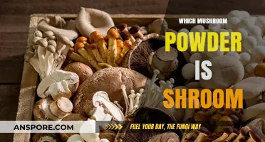 Mushroom Powder Mystery: What's the Shroom Buzz?