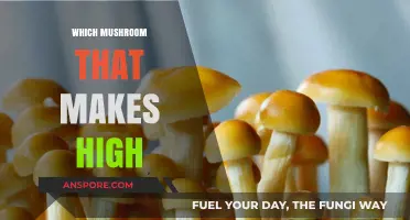 Exploring Psychedelic Mushrooms: Which Species Induce Intoxicating Highs?