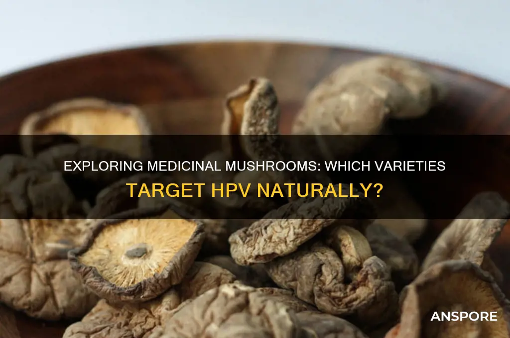 which mushroom used for hpv