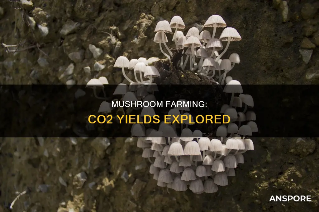 which mushroom yields most co2