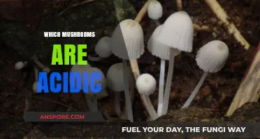 Acidic Mushrooms: Which Varieties to Avoid