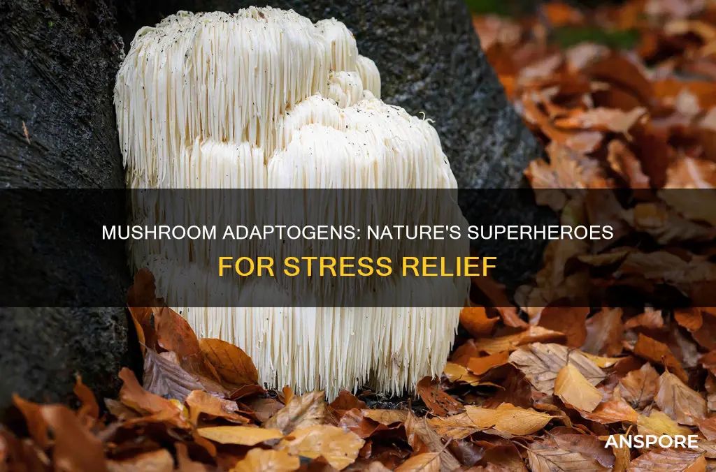 which mushrooms are adaptogens