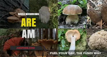 Mushroom Magic: Identifying Edible 'Shrooms