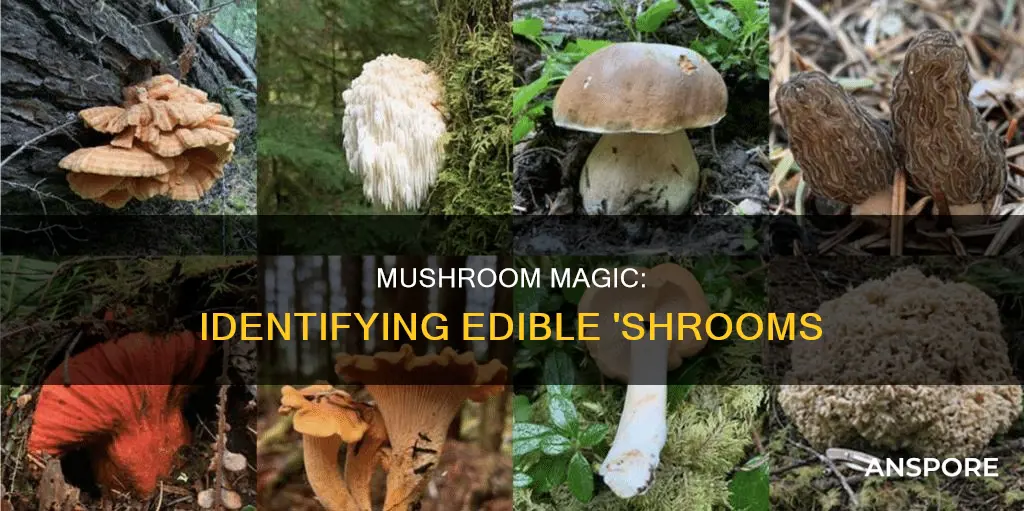 which mushrooms are am