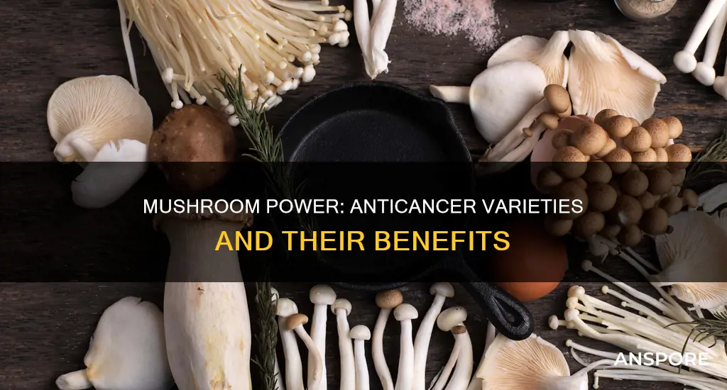 which mushrooms are anti cancer