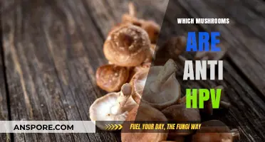 Mushroom Magic: Fighting HPV with Fungi