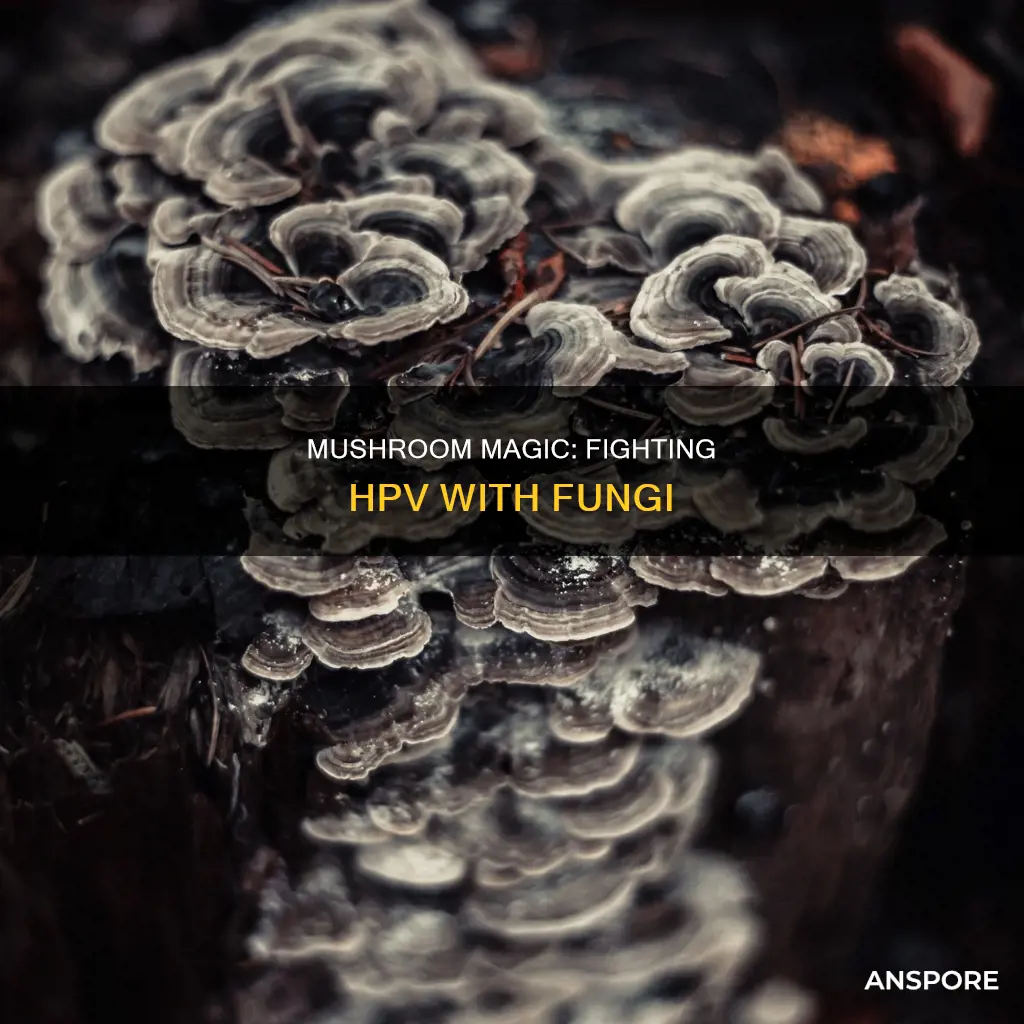 which mushrooms are anti hpv