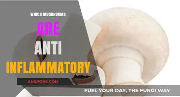 Mushroom Magic: Unlocking Anti-Inflammatory Powerhouses