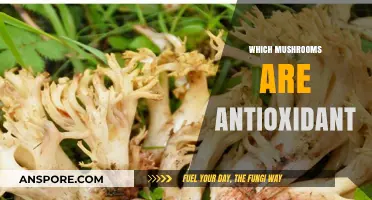 Mushroom Power: Antioxidant-Rich Varieties and Their Benefits