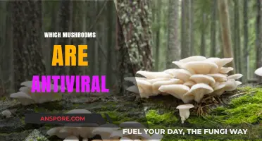 Mushroom Power: Natural Antivirals