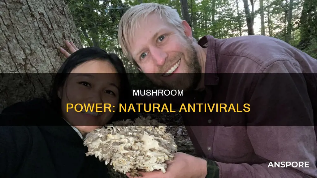which mushrooms are antiviral