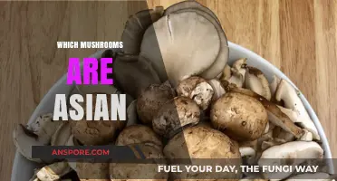 Explore the Diverse World of Asian Mushrooms