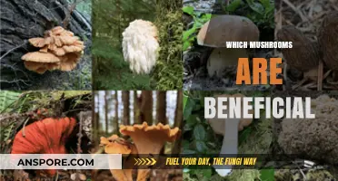 Mushroom Superpowers: Which Types are Beneficial?