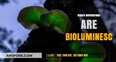 Bioluminescent Mushrooms: Nature's Magical Glowing Fungi