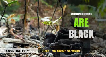 Black Mushrooms: Identifying the Dark-Hued Fungi