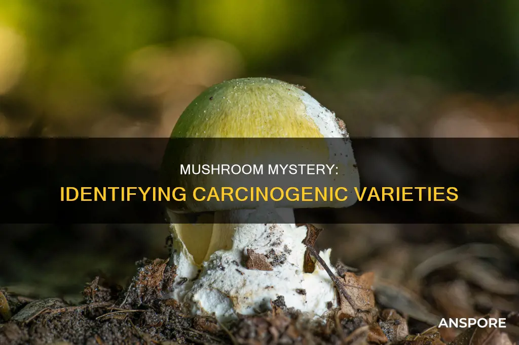 which mushrooms are carcinogenic