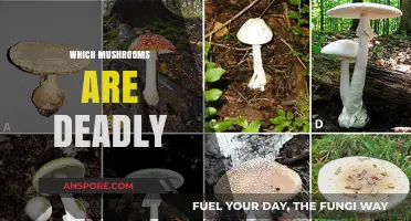Deadly Mushrooms: Identifying the Killers
