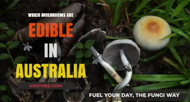 Discovering Australia's Edible Mushrooms: A Safe Foraging Guide