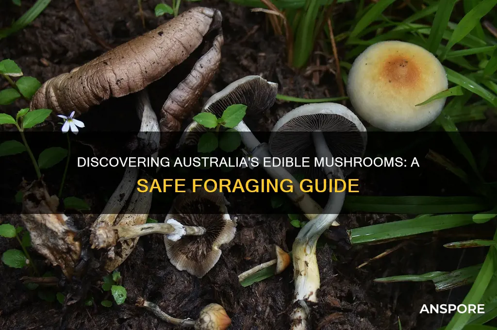 which mushrooms are edible in australia