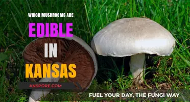 Discovering Kansas' Edible Mushrooms: A Guide to Safe Foraging