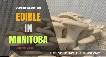 Manitoba's Edible Mushrooms: A Guide to Safe Foraging in the Wild