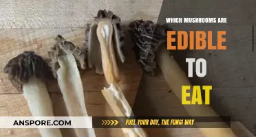 Safe and Delicious: A Guide to Identifying Edible Mushrooms