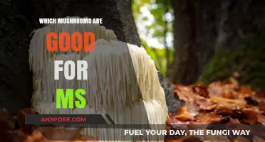 Mushrooms for MS: Exploring Top Varieties to Support Wellness