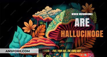 Explore the World of Hallucinogenic Mushrooms