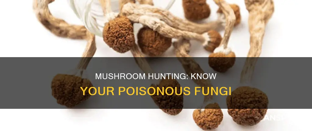 which mushrooms are illegal