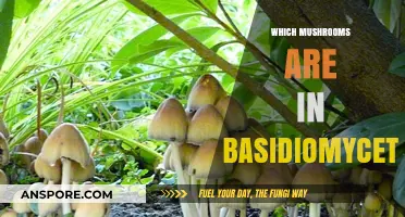 Basidiomycetes: Identifying Mushrooms by Their Unique Features