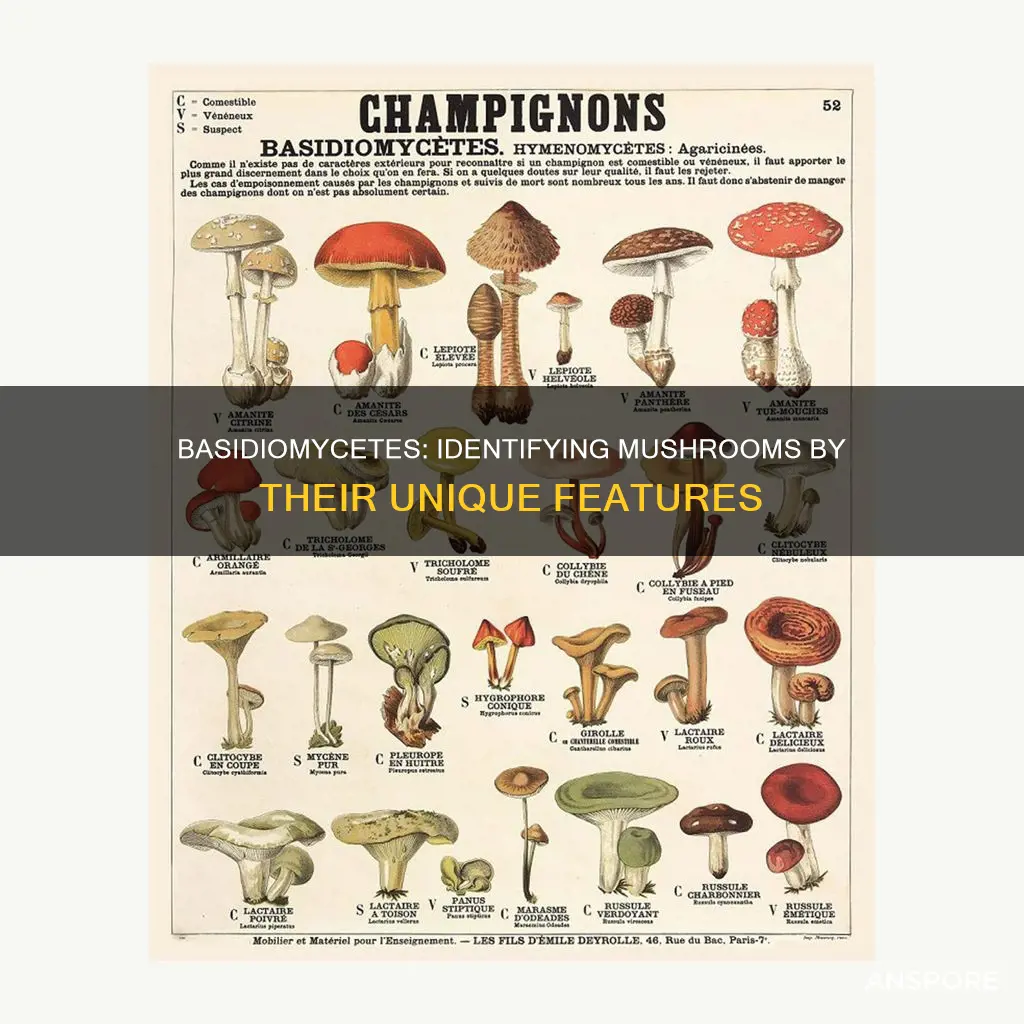 which mushrooms are in basidiomycetes