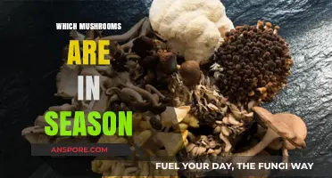 Mushroom Seasonality: Know Your 'Shrooms