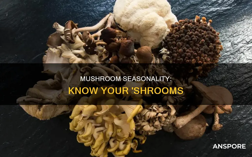 which mushrooms are in season