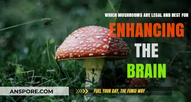 Legal Brain-Boosting Mushrooms: Top Picks for Cognitive Enhancement