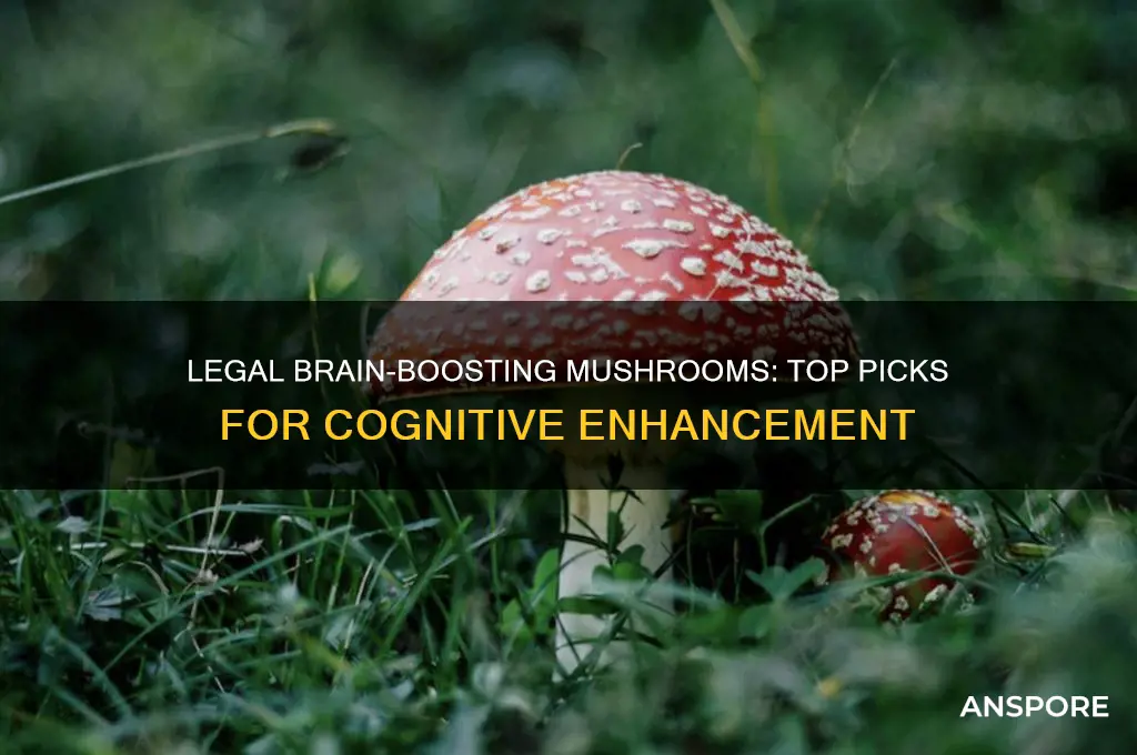 which mushrooms are legal and best for enhancing the brain