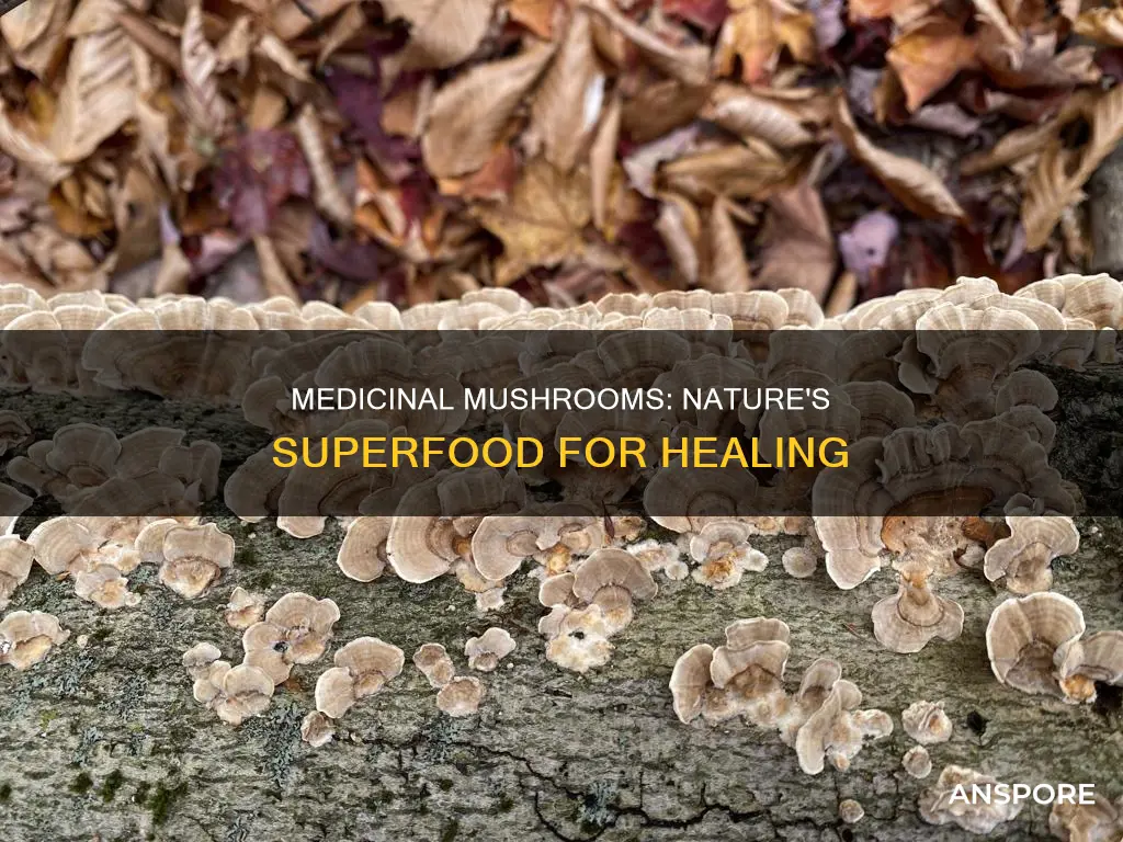 which mushrooms are medicinal