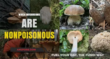 Edible Mushroom Guide: Identifying Safe Fungi