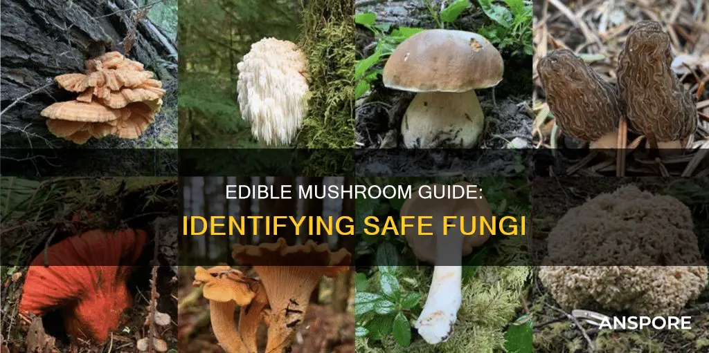 which mushrooms are nonpoisonous